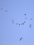 Greater White fronted Geese 0316